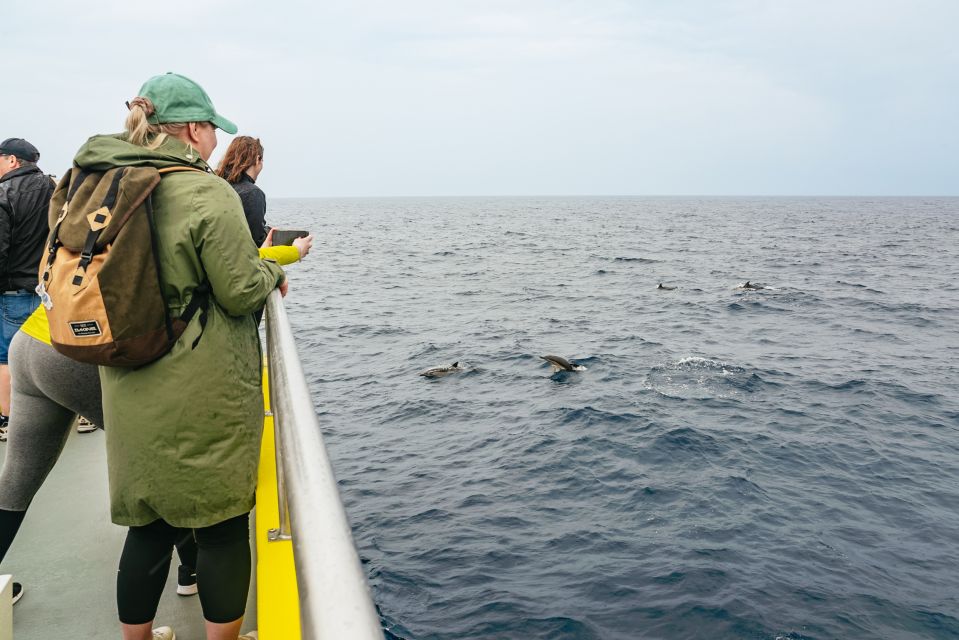 São Miguel Azores: Half-Day Whale Watching Trip - Customer Reviews