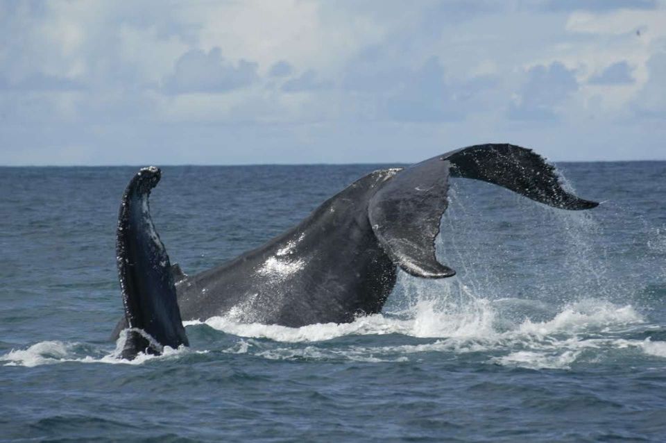 São Miguel: Whales & Volcano Full-Day Tour With Lunch - Experience Highlights