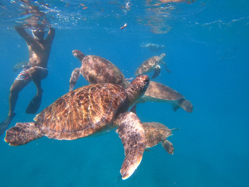 São Vicente: Snorkeling With Turtles Breathtaking Experience - Trip Description