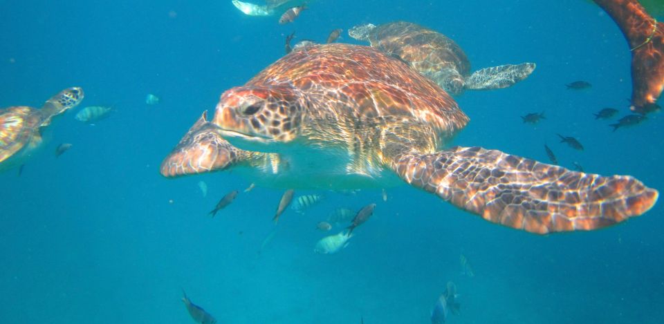 São Vicente: Swimming and Snorkeling Tour With Sea Turtles - Customer Reviews