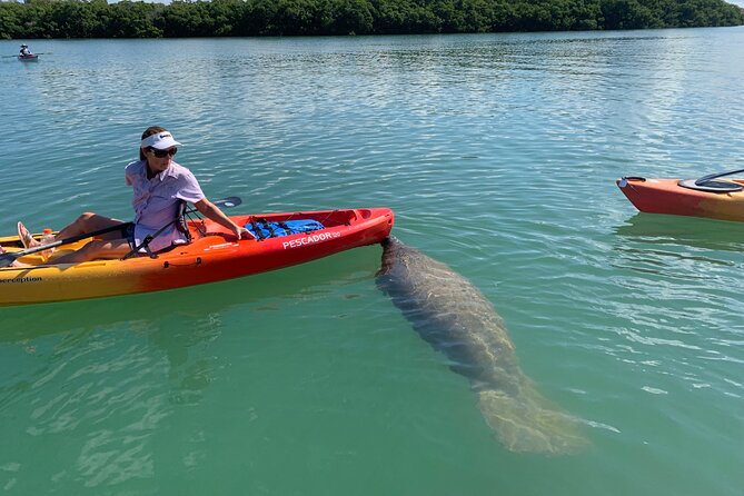 Sarasota Mangroves Kayaking Small-Group Tour (Mar ) - Safety Precautions