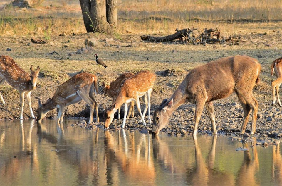 Sawai Madhopur: Ranthambore Guided Safari Trip - Highlights