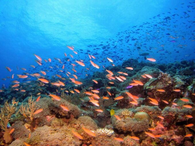 Scuba Diving at Dusk in Unawatuna - Marine Life Exploration