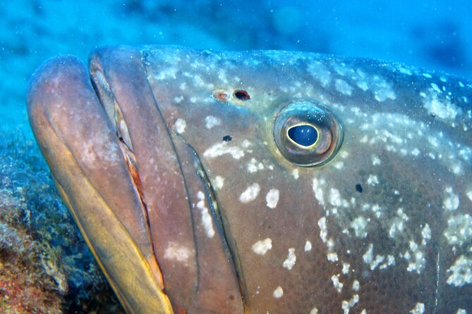 Scuba Diving in Lanzarote (For Certified Divers Only) - Pricing and Inclusions Overview