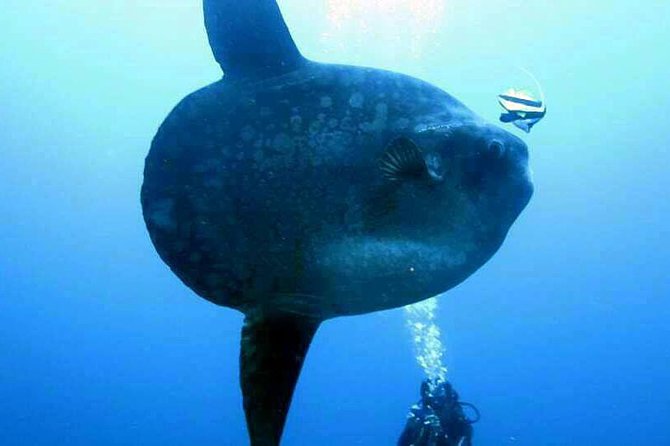 Scuba Diving in Nusa Penida - Manta Point - Health and Safety