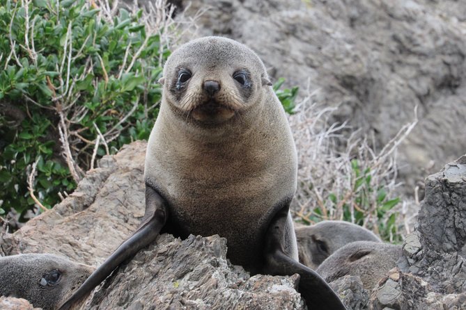 Seal Coast Safari Tour by 4WD - Tour Logistics