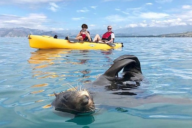 Seal Kayaking Adventure in Kaikoura - Participant Expectations