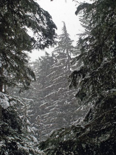 Seattle: Longmire in Mount Rainier Winter Day Tour - Full Description of the Activity