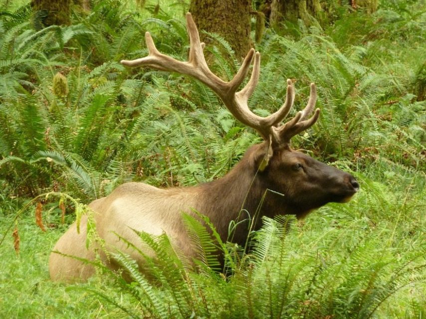 Seattle: Olympic National Park Small-Group Tour - Itinerary and Experience