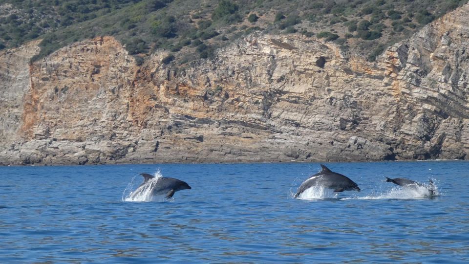Sesimbra:Private Dolphin Watching Tour Arrábida Natural Park - Itinerary and Activities