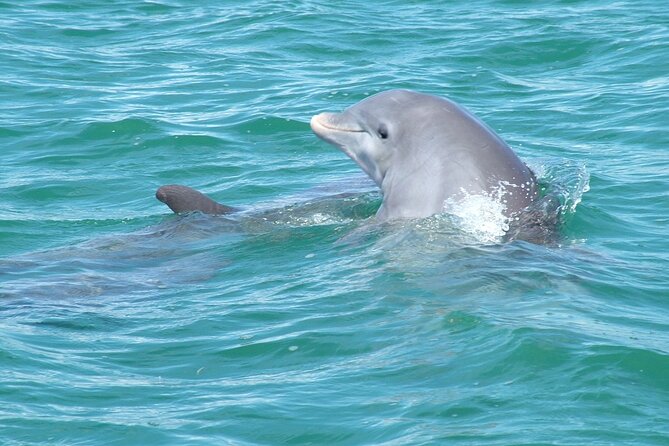 Shallow Water Snorkeling and Dolphin Watching in Key West - Cancellation Policy