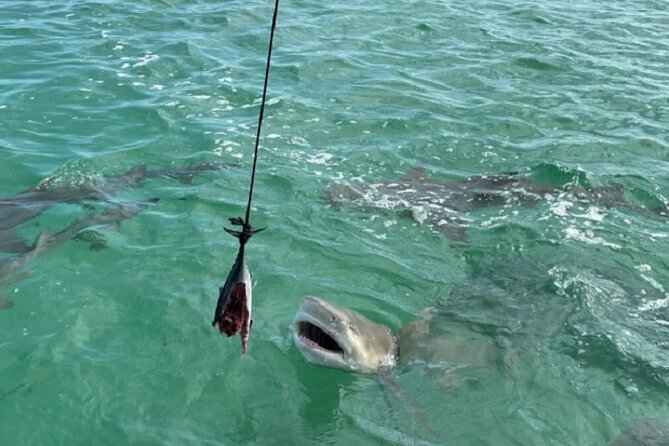 Shark and Wildlife Viewing Adventure in Key West - Customer Satisfaction