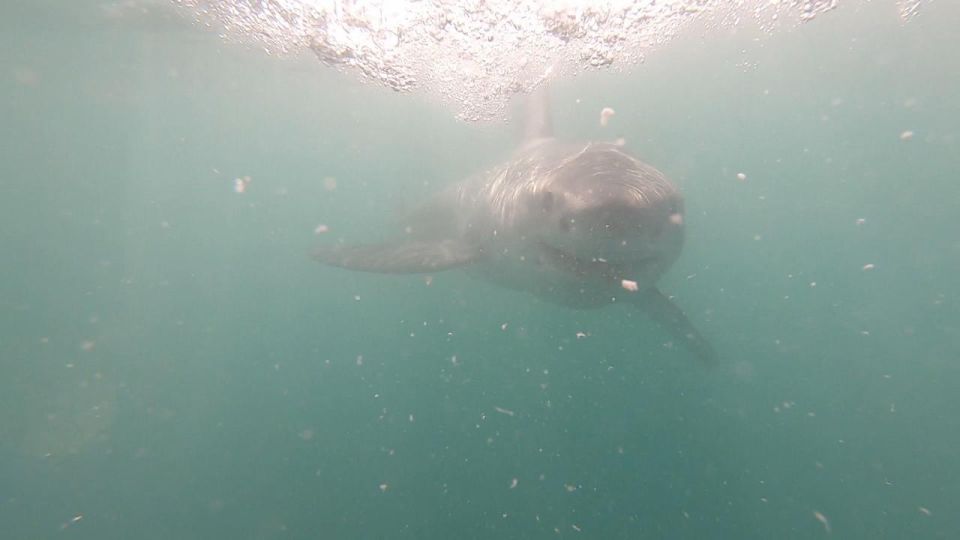 Shark Cage Diving and Boat Viewing : Gansbaai - Location Details