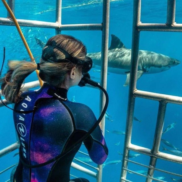 Shark Cage Diving: Full Day Tour Transfer - Experience and Activities Overview