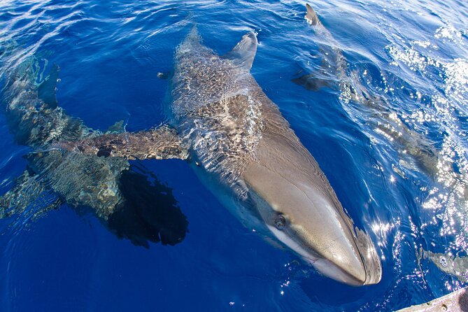 Shark Cage Diving In Oahu - Participant Requirements