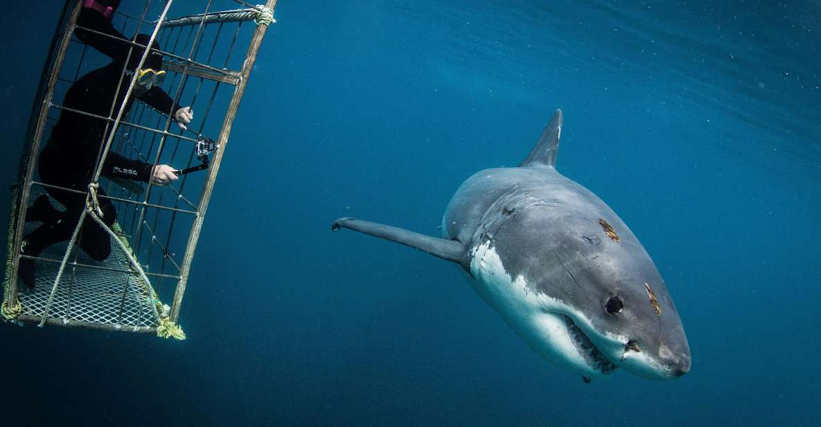 Shark Cage Diving - Safety Measures