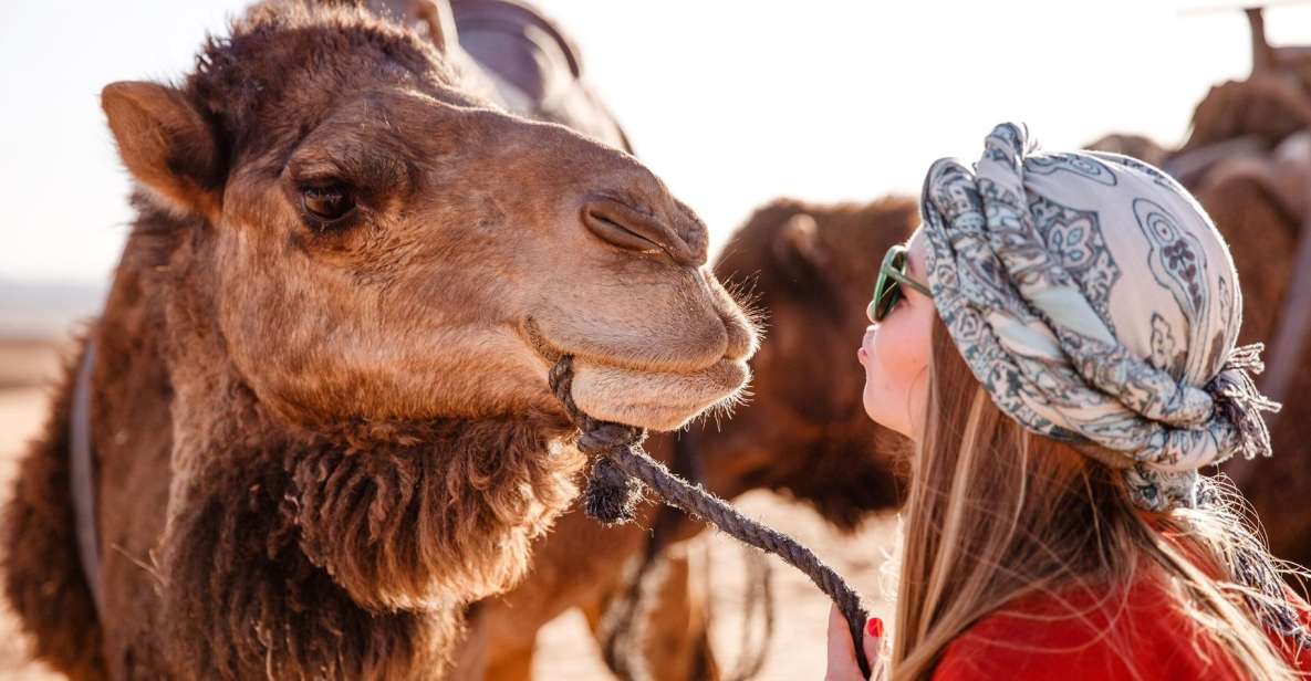 Sharm: Desert Adventures ATV, Buggy, Horse Ride & Camel Ride - Transportation Details