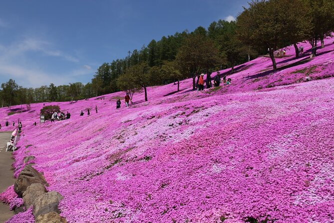 [Shibazakura / Tulip] Going by Private Car, Shibazakura Takinoue Park and Kamiyubetsu Tulip Park - Kamiyubetsu Tulip Park Must-Sees