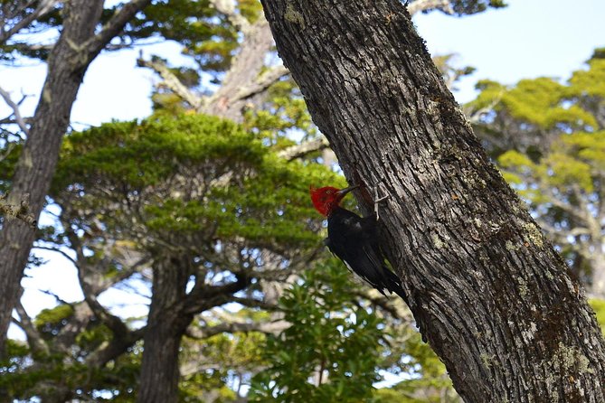 Shore Excursion - National Park Tierra Del Fuego - Logistics