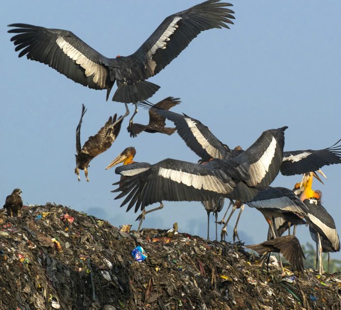 Siem Reap: Prek Toal Tonle Sap Biosphere Reserve Tour - Ideal Visiting Season