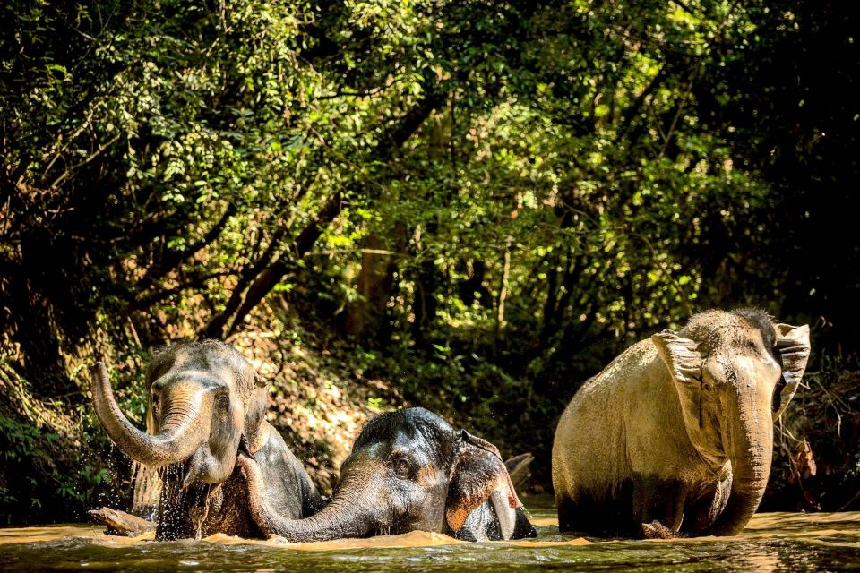 Siem Reap: Small Group Tour of Kulen Elephant Forest - Full Activity Description
