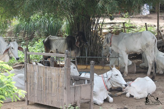 Silk Island & Countryside of Phnom Penh by Tuk Tuk - Traveler Experiences Highlighted