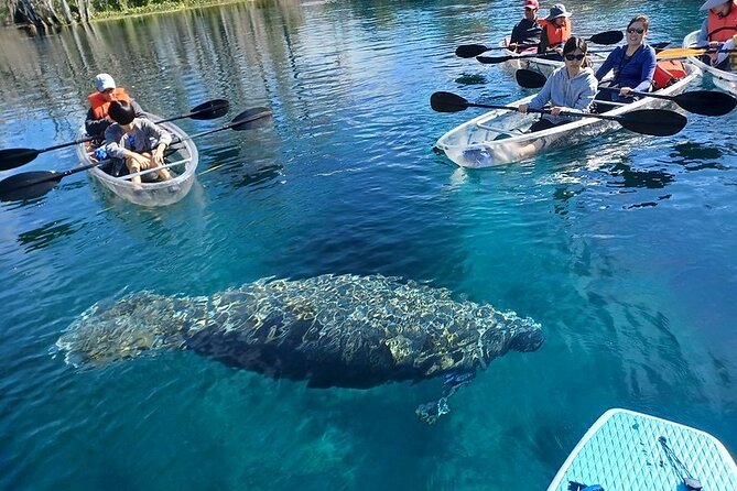 Silver Springs Clear Kayak Or Paddle Board Wildlife Tour (Mar ) - Customer Experience Insights
