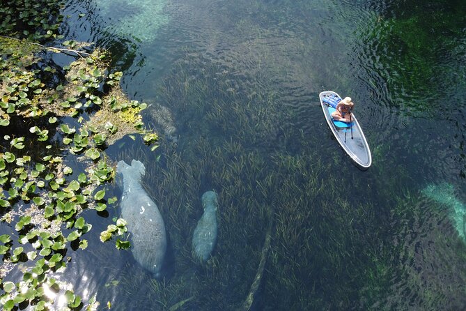 Silver Springs: Clear Kayak Wildlife Adventure - Positive Experiences and Reviews