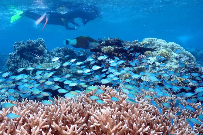 Silversonic Outer Great Barrier Reef Dive and Snorkel Cruise From Port Douglas - Additional Information