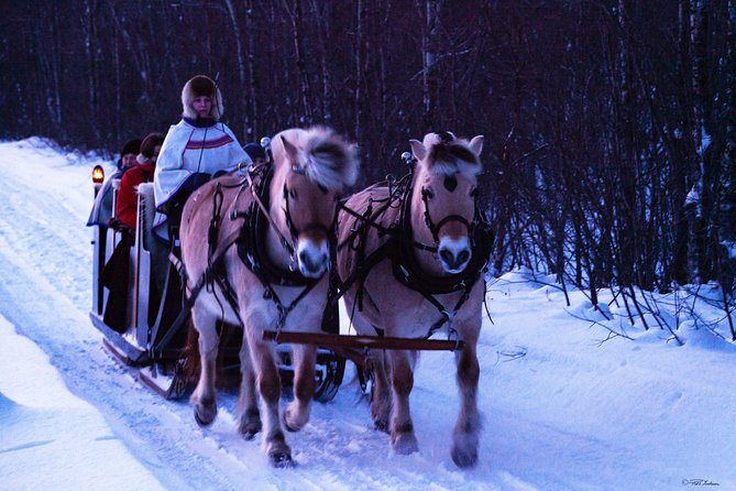 Sleigh Ride W/ Snacks - Experience Arctic Farm Life - Norwegian Fjord Horse Sleigh Ride