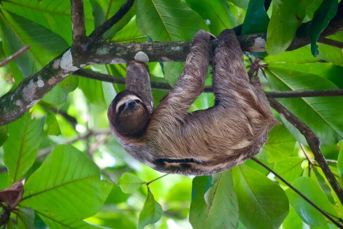 Sloth and Kayak Tour in Punta Uva Beach and Jungle - Traveler Experiences