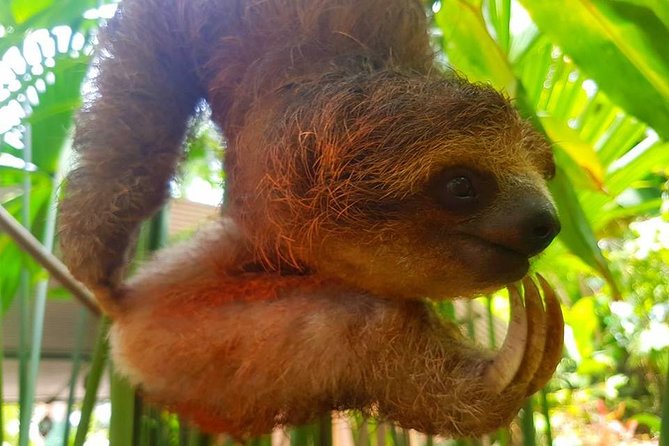 Sloth Discovery From Playa Del Coco Area - Pricing and Booking Details