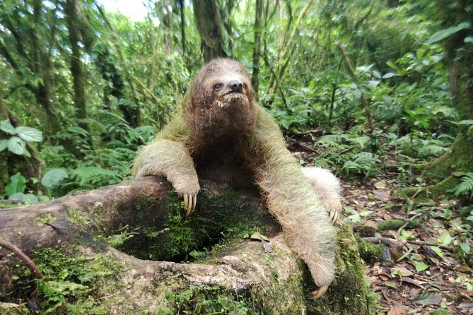 Sloth Watching Trail - Cancellation Policy