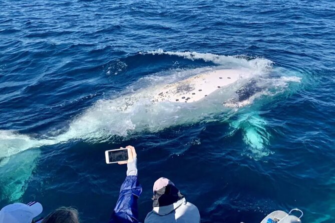 Small Boat Whale Watching Tour in Gold Coast - Additional Services and Recommendations