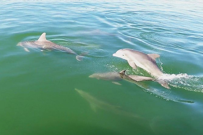 Small Group 2 Hour Dolphin Cruise With Snorkeling to Shell Key - Fun Experiences