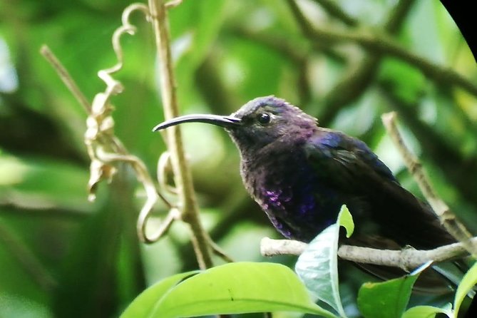 Small-Group 3-Hour Guided Nature Hike, Monteverde Cloud Forest (Mar ) - Traveler Reviews