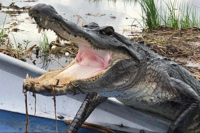 Small-Group Airboat Swamp Tour With Downtown New Orleans Pickup - Customer Reviews