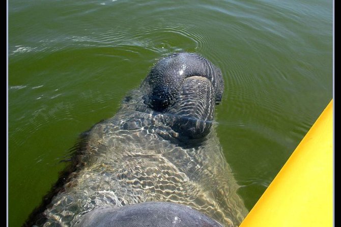 Small Group Boat, Kayak and Walking Guided Eco Tour in Everglades National Park - Wildlife Encounters
