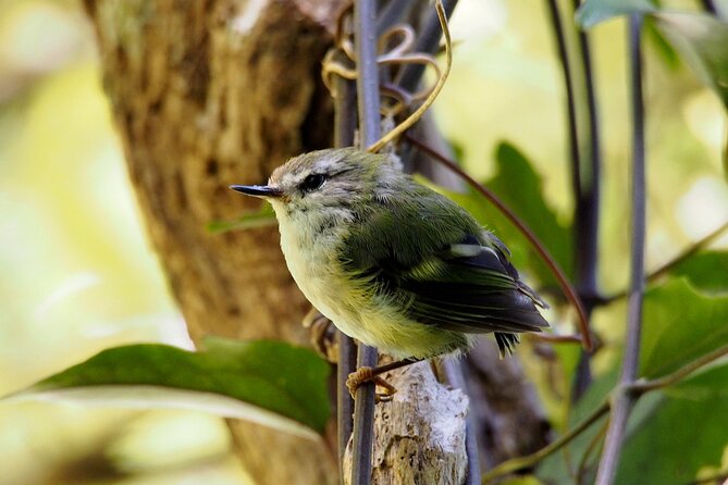 Small Group Daytime 2-Hour Eco Wildlife Tour at Zealandia - Conservation Focus