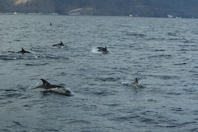 Small Group Excursion Whales and Dolphin Watching Los Gigantes - Experience Information