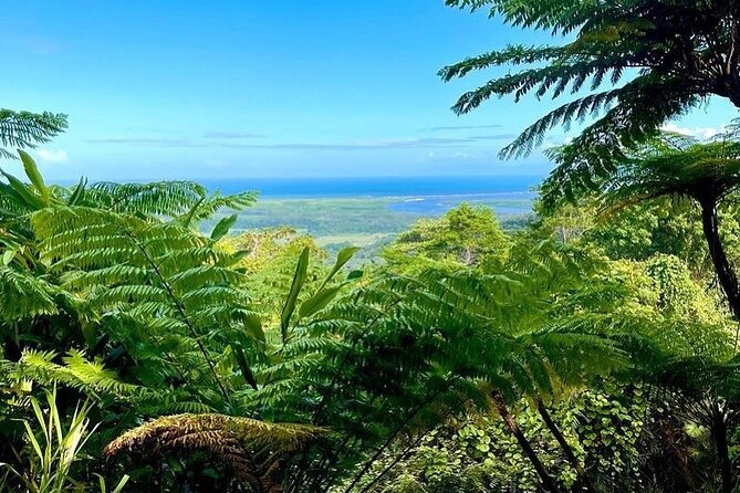 Small Group Full Day Daintree Tour From Port Douglas - Traveler Reviews & Experiences