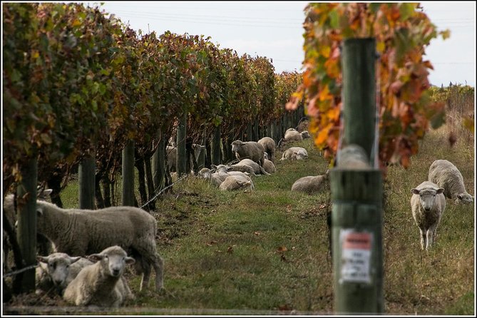 Small Group Half-Day Napier Wine Experience Tour - Customer Satisfaction Insights