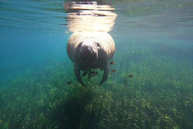 Small Group Manatee Snorkel Tour With In-Water Guide and Photographer - Traveler Reviews