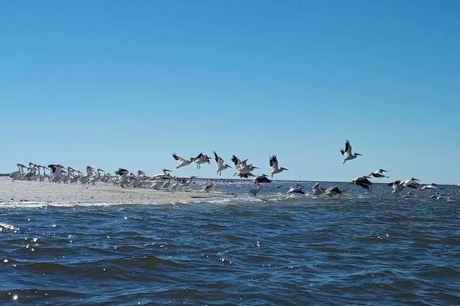 Small Group Motorboat Eco Tour of the Everglades - Pricing Details