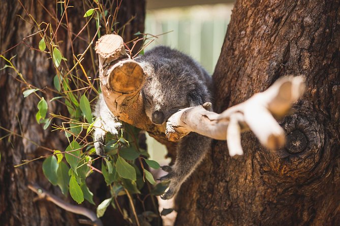 Small-Group Phillip Island Afternoon Day Trip From Melbourne - Memorable Animal Encounters