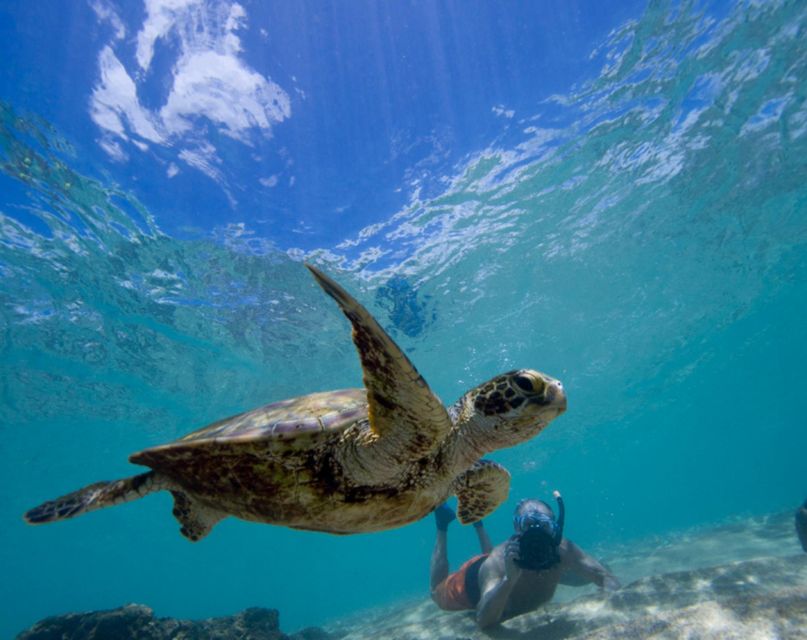 Snorkel and Swim With Sea Turtles - Close Encounter With Turtles