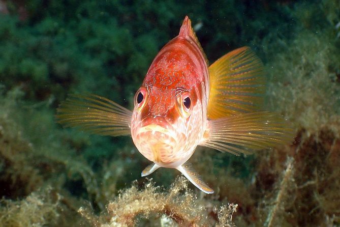 Snorkeling - by Boat on Site in the Bay of Cannes or Estérel - Operational Information and Weather Conditions