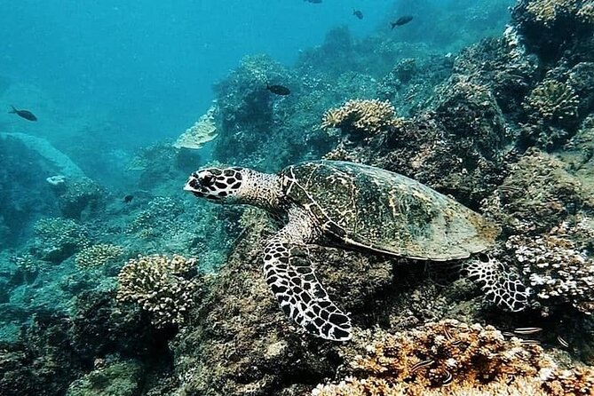 Snorkeling Tour in Caño Island With Lunch - Lunch Logistics