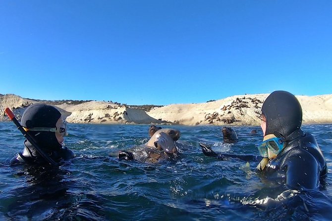 Snorkeling With Sea Lions by Madryn Buceo - Additional Information