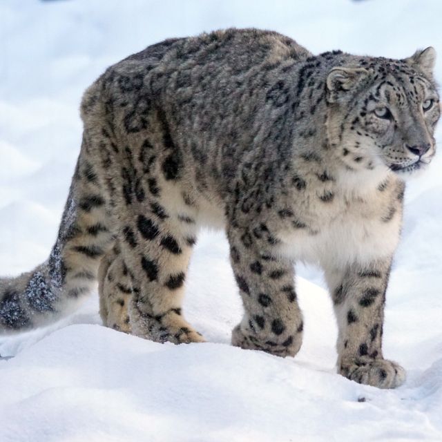 Snow Leopard Trek In Dolpo - Trek Itinerary Highlights